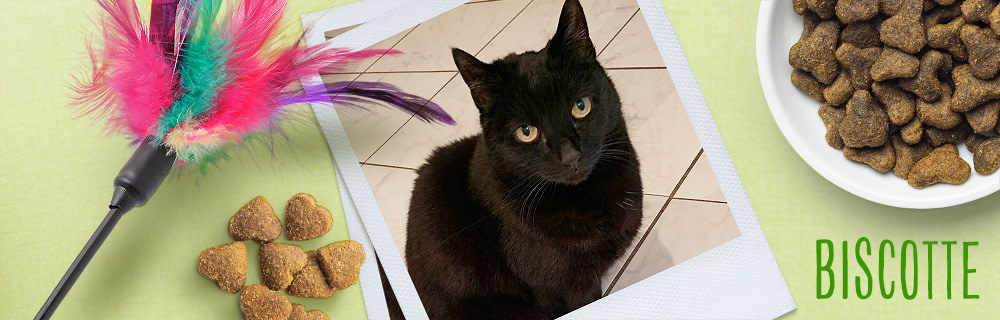 Biscotte, notre mini panthère