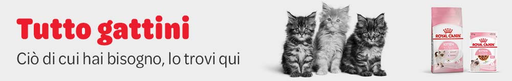 gattini