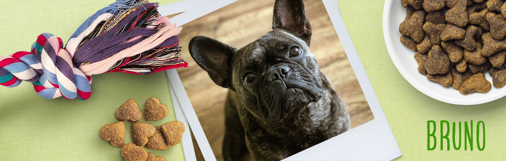 Bruno: el compañero de zooplus