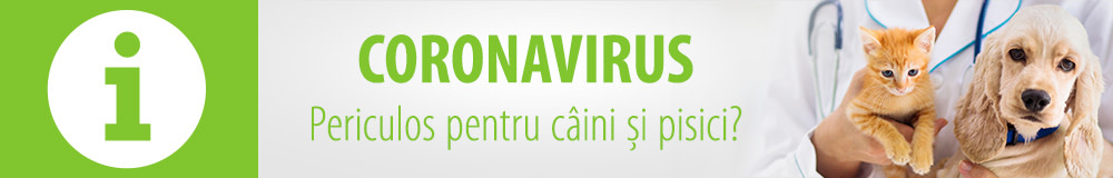Este Coronavirus periculos pentru câini și pisici?