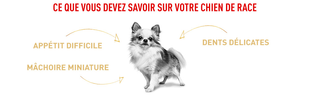 Ce que vous devez savoir sur votre Chihuahua