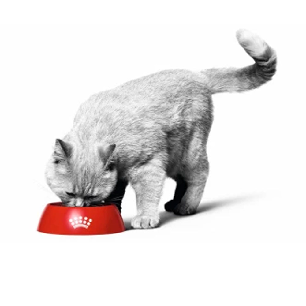 ROYAL CANIN food for cats
