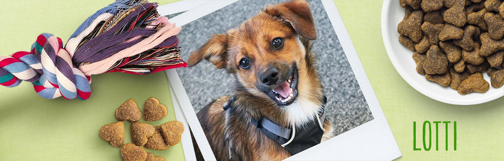 Lotti