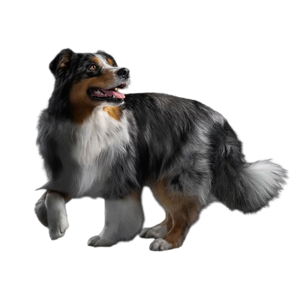 PRO PLAN pour chien