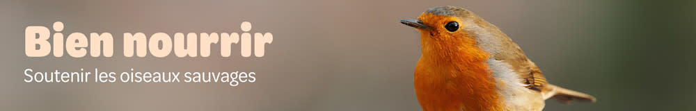 Bien nourrir. Soutenir les oiseaux savages