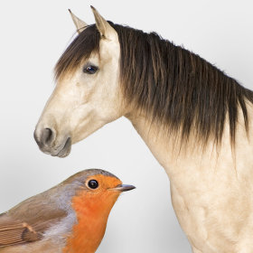 Voordelige kwaliteitsmerken - Vogel / Paard