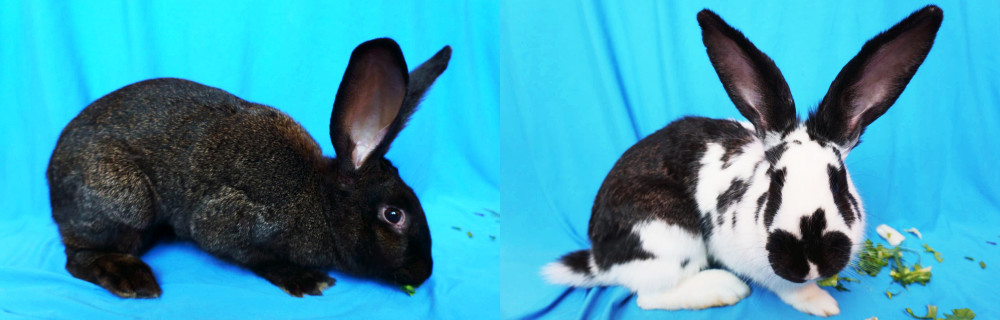 Króliki z fundacji Przygarnij Królika (źródło: fundacja Przygarnij Królika)