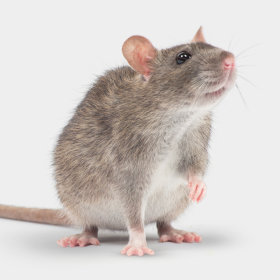 Exclusief zooplus - knaagdier - rat