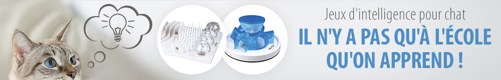 Jeux d'intelligence pour chat : il n'y pas qu'à l'école qu'on apprend !