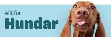Allt för hundar