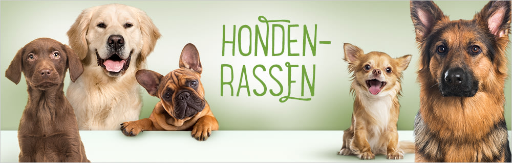 Hondenrassen