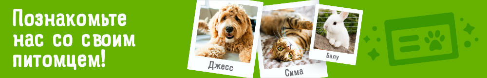 Зарегистрируйте своего питомца!
