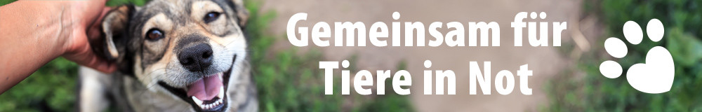 Tierschutz bei zooplus: Wir helfen Vierbeinern!