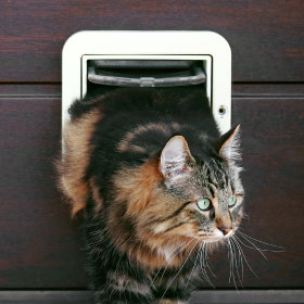 Дверцы для кошек