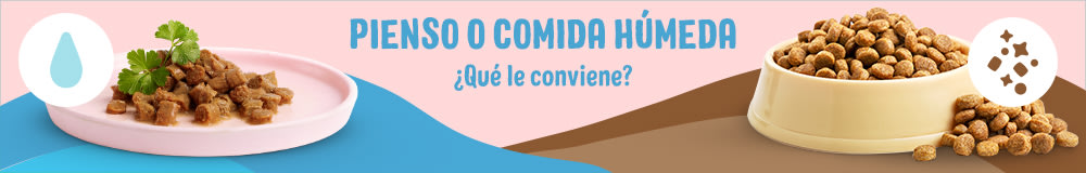 Pienso o comida húmeda