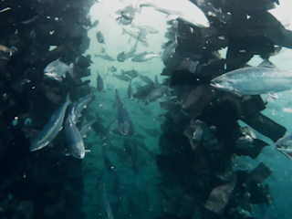 Salmon and cleaner fish