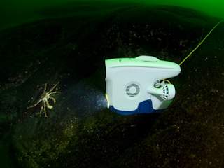 Blueye Pioneer illuminating a deep sea king crab