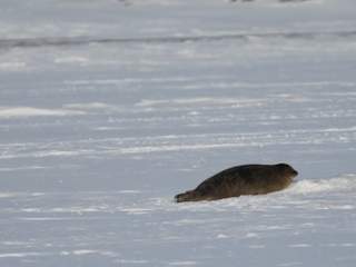 Seal on the ice