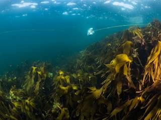 The underwater rain forrest