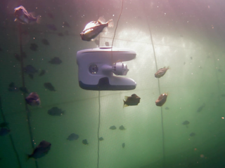 Blueye Drone in Fish Pen