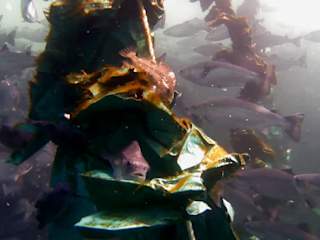 Aquaculture Cleaner Fish