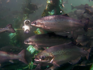The Blueye Drone in Aquaculture Pen