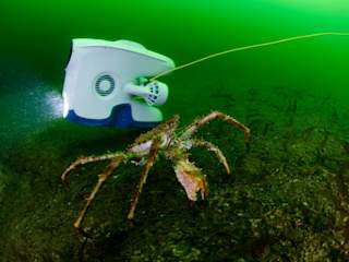Deep sea king crab