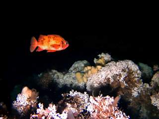 Rosefish swimming over the reef