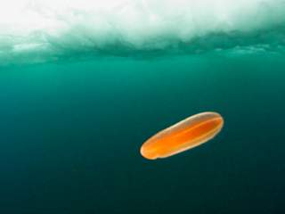 Comb Jelly