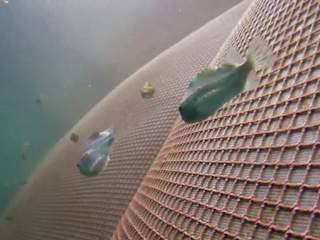 Lump fish