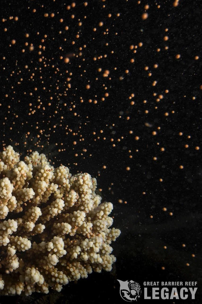 46878939 1935436819856827 8376873861584519168 o