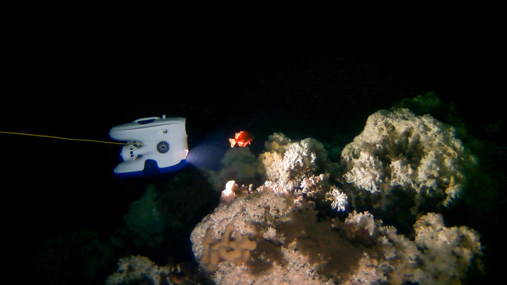 Blueye Pioneer undervannsdronen filming a rosefish (Sebastes viviparus).
