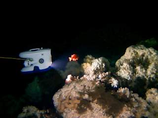 Blueye Pioneer filming rose fish