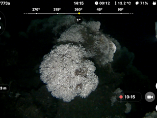 Screenshot from app, diving at 40 m depth
