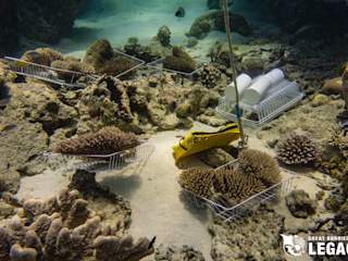 Collecting corals