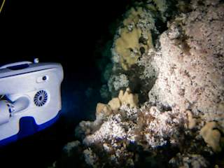 Sponges living on the coral reef