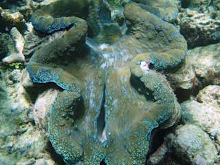 Coral