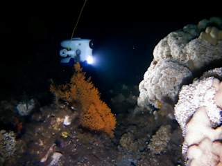 Lophelia reef with fan corals in front