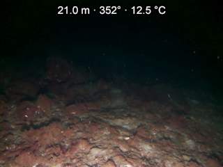 Looking at the seabed