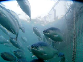 Fishpen tilting up