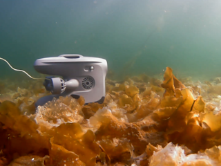 X3 in kelp at Linesøya