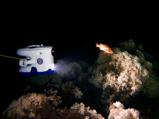 Blueye filming rose fish (Sebastes viviparus)