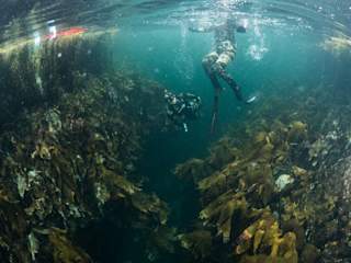 Joachim and Rune freediving