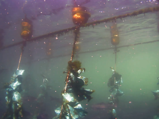 Cleaner fish hideouts