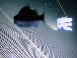 Inspecting fish net