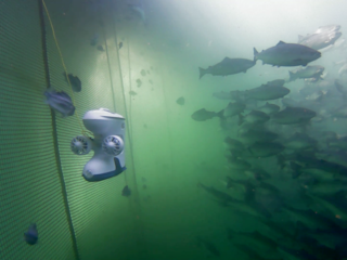 Blueye Pro drone diving in a fishpen in Norway