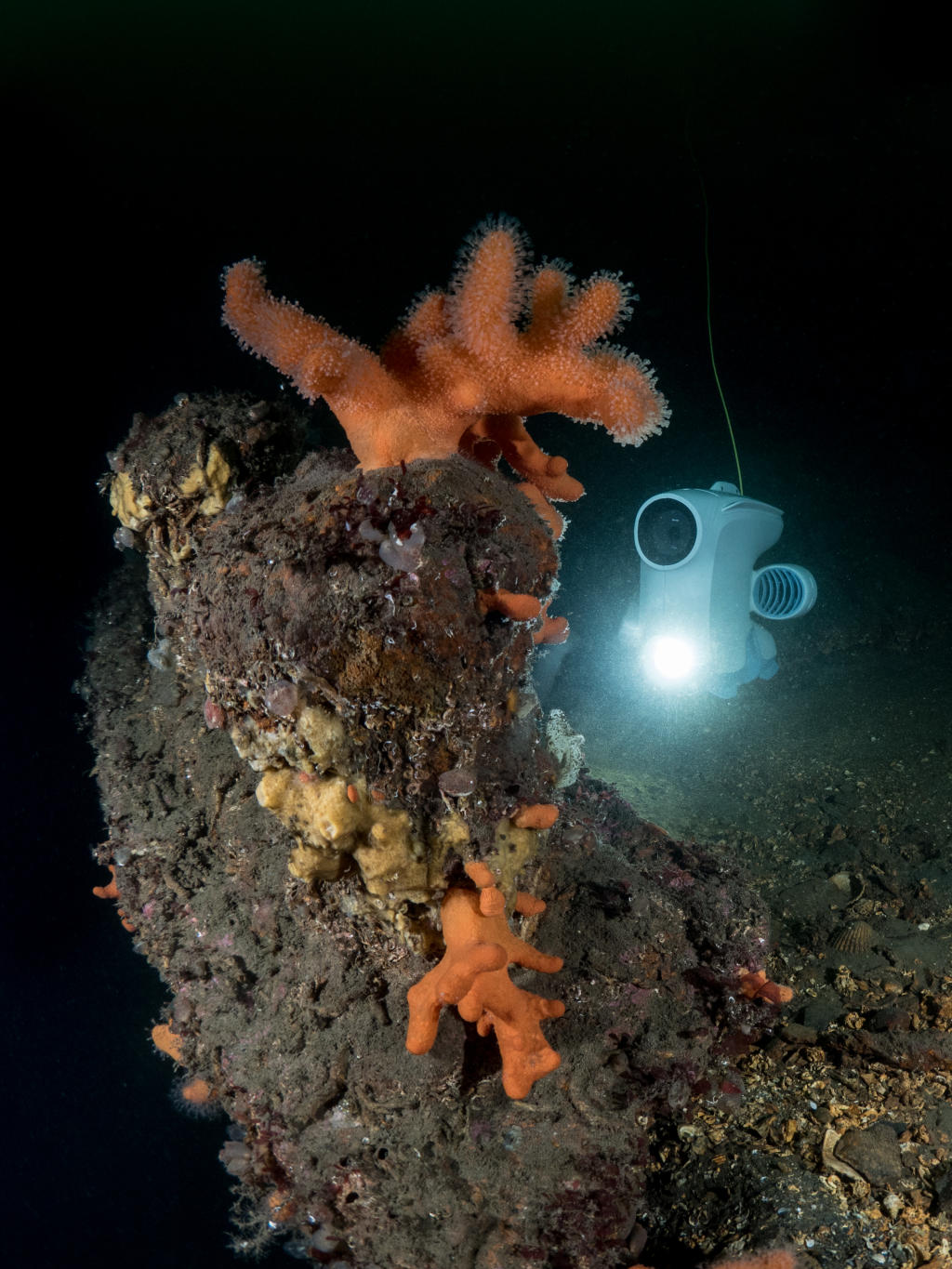 Blueye exploring soft corals on shipwreck