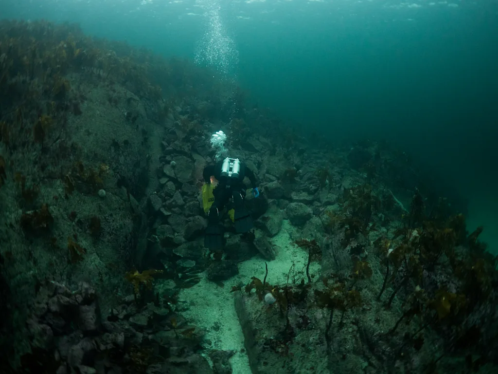 Scuba diver heading up after scallop dive at Hitra