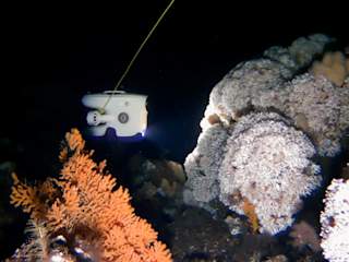 Lophelia pertusa reef to the right, Paramuricea placomus in the front