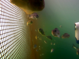 Blueye Drone in Fish Pen